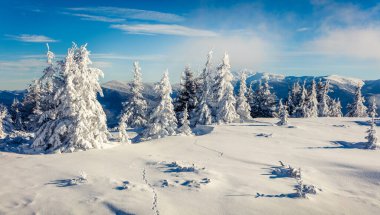 Dağ ormanında güneşli bir sabah manzarası. Karlı ormanda parlak kış manzarası, mutlu yeni yıl kutlaması konsepti. İşlenmiş fotoğraf sonrası sanatsal stil.