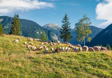 Otlaktaki koyunların güzel yaz manzarası. Julian Alps, Triglav Ulusal Parkı, Bohinj Gölü, Slovenya, Avrupa 'da renkli bir sabah sahnesi. Kırsal konseptin güzelliği.