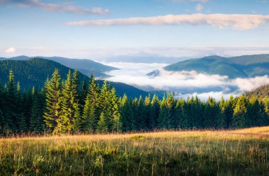 Karpat dağlarında harika bir yaz sabahı. Haziran ayında Ukrayna, Tatariv köyü, Avrupa 'daki dağ vadisinde manzaralı bir manzara. Doğa konseptinin güzelliği