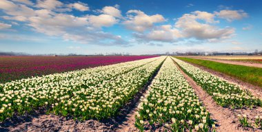 Çiçek açan lale çiçekleriyle dolu harika bir bahar manzarası. Hollanda, Lisse köyü, Avrupa 'da renkli bir açık hava sahnesi. Doğa konseptinin güzelliği. İşlenmiş fotoğraf sonrası sanatsal stil.