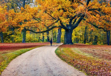 Muskau Park 'taki eski meşe ağacı, UNESCO Dünya Mirası Bölgesi. Bad Muskau şehir meydanı, Yukarı Lusatia bölgesi, Saksonya, Almanya, Avrupa. Doğa konseptinin güzelliği.
