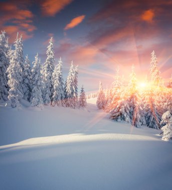 Karpat dağlarında, köknar ağaçlarıyla kaplı inanılmaz kış gündoğumu. Renkli açık hava sahnesi, mutlu yeni yıl kutlaması konsepti. İşlenmiş fotoğraf sonrası sanatsal stil