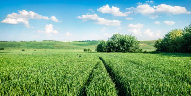 Taze buğday tarlasının muhteşem bahar manzarası. Bulgaristan 'ın kırsal kesiminde sabah manzarası, Rusçuk kasabası konumu, Bulgaristan, Avrupa. Kırsal konseptin güzelliği.