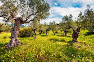 Zakinthos adasındaki zeytin bahçesinde güneşli bir bahar sahnesi. Yunanistan, Avrupa 'da renkli bir sabah sahnesi. Kırsal konseptin güzelliği. İşlenmiş fotoğraf sonrası sanatsal stil.