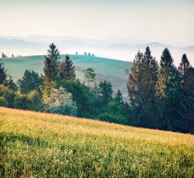 Karpat Vadisi 'nde çiçek açan elma ağacı. Dağ tepelerinin muhteşem yaz manzarası. Karpatlar, Borzhava sırtı, Ukrayna, Avrupa 'nın renkli sabah manzarası. Doğa konseptinin güzelliği.
