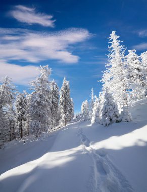 Güneşli bir günde karlı ormanda yürümek. Karpat Dağları 'ndaki muhteşem kış manzarası, Yeni Yıl Kutlamaları konsepti. İşlenmiş fotoğraf sonrası sanatsal stil.