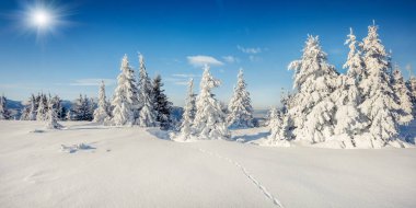 Dağ ormanının güneşli sabah manzarası. Karlı ormanda parlak kış manzarası, mutlu yeni yıl kutlaması konsepti. İşlenmiş fotoğraf sonrası sanatsal stil.