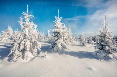 Dağ ormanında güneşli bir sabah manzarası. Karlı ormanda parlak kış manzarası, mutlu yeni yıl kutlaması konsepti. İşlenmiş fotoğraf sonrası sanatsal stil.