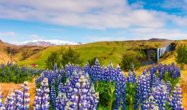 Güney İzlanda, Avrupa 'daki inanılmaz Skogafoss şelalesinin yanında çiçek açan lupin çiçekleri. Kırsaldaki renkli yaz manzarası. İşlenmiş fotoğraf sonrası sanatsal stil.