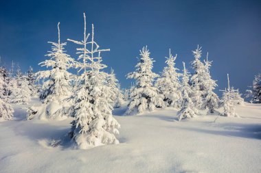 Dağ ormanında güneşli bir sabah manzarası. Karlı ormanda parlak kış manzarası, mutlu yeni yıl kutlaması konsepti. İşlenmiş fotoğraf sonrası sanatsal stil.