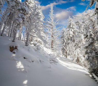 Karpat dağlarında, köknar ağaçlarıyla kaplı parlak bir kış sabahı. Renkli açık hava sahnesi, mutlu yeni yıl kutlaması konsepti. İşlenmiş fotoğraf sonrası sanatsal stil