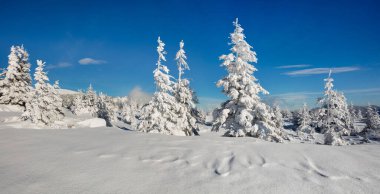 Dağ ormanında güneşli bir sabah manzarası. Karlı ormanda parlak kış manzarası, mutlu yeni yıl kutlaması konsepti. İşlenmiş fotoğraf sonrası sanatsal stil.