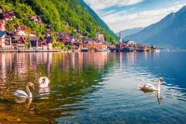 Hallstatter Gölü 'nde beyaz kuğular. Avusturya 'nın Styria, Avusturya' nın Liezen bölgesindeki Hallstatt köyünün rıhtımında güneşli bir sabah manzarası. Avrupa. Seyahat konsepti arka planı