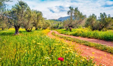Zakynthos adasındaki eski kır yolu ile zeytin bahçesinin muhteşem yaz manzarası. Yunanistan, Avrupa 'nın harika sabah manzarası. Akdeniz kırsalının güzelliği. Seyahat konsepti arka planı.