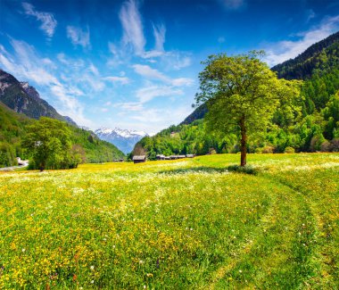 Çiçeklerin açtığı çayırların olduğu alp çayır manzarası. İsviçre Alpleri 'nde güneşli bir sabah manzarası, Bondo Köyü, İsviçre, Avrupa. Kırsal konseptin güzelliği