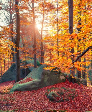 Sonbahar ormanının güzel manzarası. Renkli ormanlık alanda muhteşem bir sabah sahnesi. İşlenmiş fotoğraf sonrası sanatsal stil.