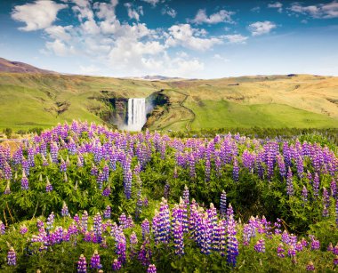 Güney İzlanda, Avrupa 'daki inanılmaz Skogafoss şelalesinin yanında çiçek açan lupin çiçekleri. Kırsaldaki renkli yaz manzarası. İşlenmiş fotoğraf sonrası sanatsal stil.