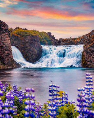 Hjalparfoss Şelalesi 'nin sakin manzarası. İzlanda, Avrupa 'da şaşırtıcı yaz günbatımı. Nehir kıyısında çiçek açan lupin çiçekleri. Doğa konseptinin güzelliği