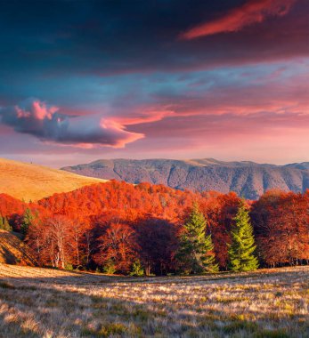 Dağ sırtlarında dramatik bir gün doğumu, son güneş ışığı. Karpatlar, Ukrayna, Avrupa 'da renkli bir sonbahar akşamı. İşlenmiş fotoğraf sonrası sanatsal stil.