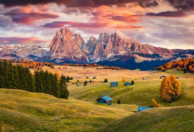 Arka planda güzel sarı karaçam ağaçları ve Langkofel (Sassolungo) dağlarıyla Alpe di Siusi dağında inanılmaz bir gün doğumu. Dolomite Alplerinde sonbahar akşamı, Ortisei konumu, İtalya.