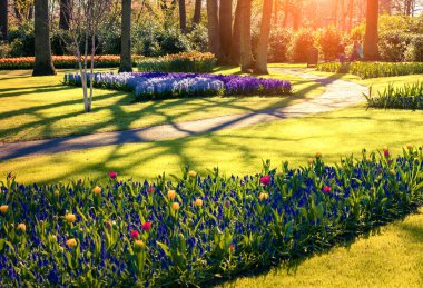 Keukenhof bahçesindeki muhteşem çiçekler. Hollanda, Avrupa 'da güzel bir açık hava manzarası.