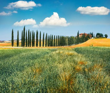 Çiftlik evi ve selvi ağaçlarıyla klasik Toskana manzarası. İtalya kırsalının renkli yaz manzarası, Val d 'Orcia vadisi, İtalya, Avrupa. Kırsal konseptin güzelliği.