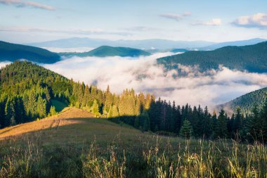 Parlak yaz sabahı Karpat Dağları'nda. Haziran, Ukrayna, Tatariv Köyü konumu, Europe dağ vadisinde pitoresk açık sahnede. Tarzı yazı işlenmiş fotoğraf.