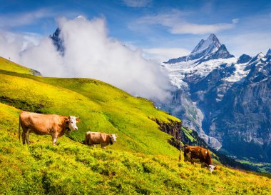 Dağ otlağındaki sığırlar. Bernese Oberland Alpleri 'nin renkli sabah manzarası, Grindelwald köyü. Sabah sisinde Schreckhorn zirvesi. İsviçre, Avrupa. 