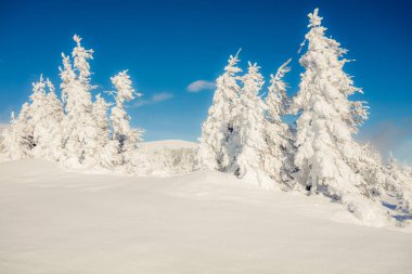 Dağ ormanında güneşli bir sabah manzarası. Karlı ormanda parlak kış manzarası, mutlu yeni yıl kutlaması konsepti. İşlenmiş fotoğraf sonrası sanatsal stil.