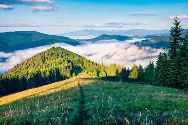 Doğa, dağlarda soğuk bir yaz gecesinden sonra uyanır. Karpatlar 'da muhteşem bir sabah. Haziran 'da Ukrayna, Avrupa' daki dağ vadisinin parlak güneşli manzarası. Doğa konseptinin güzelliği. 