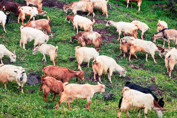 Flock Goats Pasture Mountains Colorful Spring Scene Greece Kamena Vourla — Stock Photo, Image