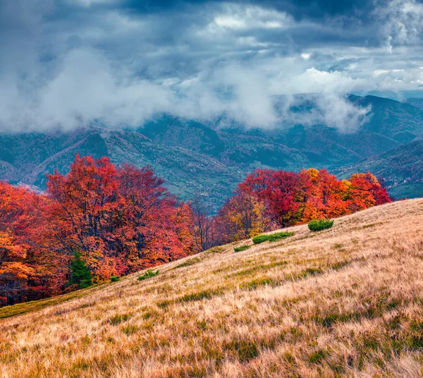 Великолепная Осенняя Сцена Горной Долины Яркая Утренняя Сцена Карпатских Гор — стоковое фото