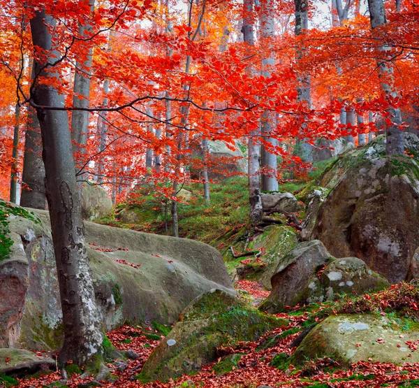 Scena Autunnale Colorata Nella Foresta Montana Calma Vista Della Riserva — Foto Stock