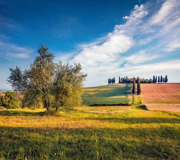 Klassischer Toskanischer Blick Mit Zypressen Malerische Sommerszene Italienischer Landschaft Mit — Stockfoto