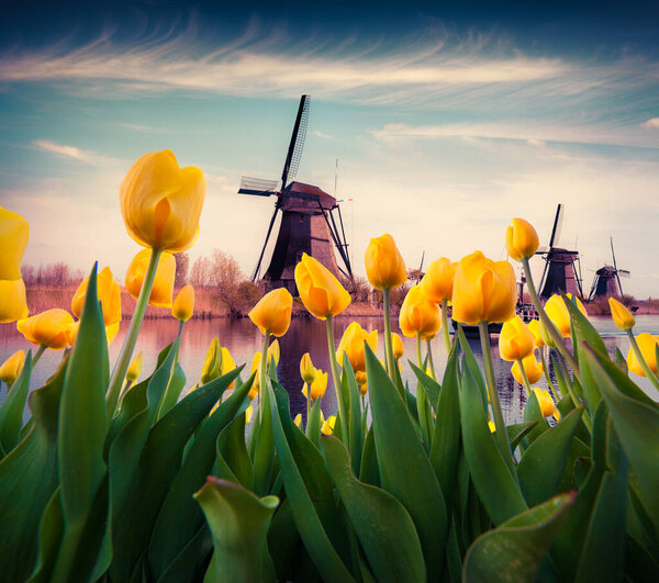 The famous Dutch windmills among blooming yellow tulip flowers. Sunny outdoor scene in the Netherlands. Beauty of countryside concept background. Creative collage.