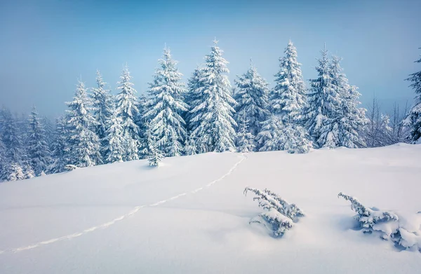 Jasná Ranní Scéna Horském Lese Mlhavá Zimní Krajina Zasněženém Lese — Stock fotografie