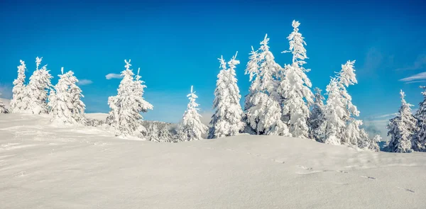 Slunečné Ranní Panorama Horském Lese Jasná Zimní Krajina Zasněženém Lese — Stock fotografie