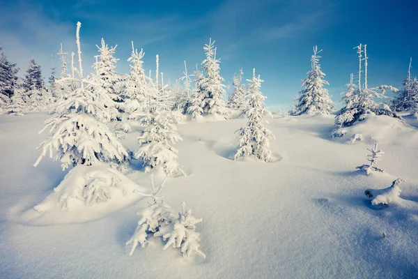 Escena Soleada Mañana Bosque Montaña Paisaje Invierno Brillante Bosque Nevado — Foto de Stock