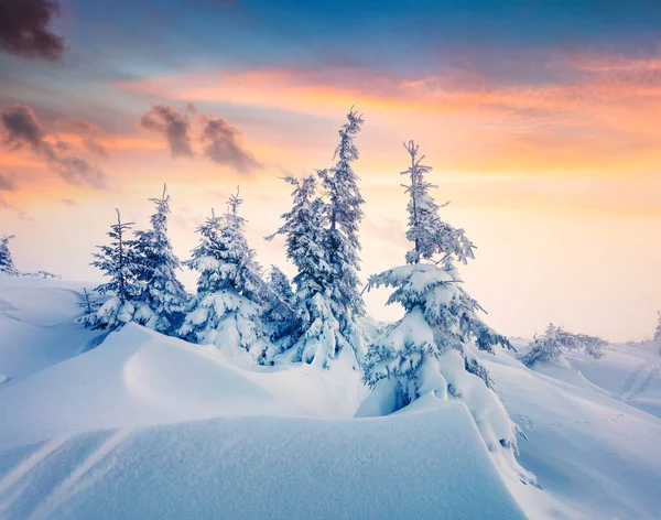 Magnífico Amanecer Invierno Bosque Montañoso Con Abetos Cubiertos Nieve Escena — Foto de Stock