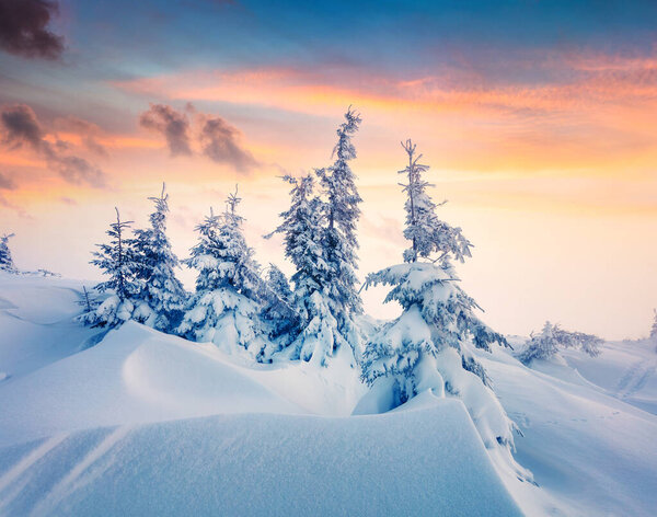 Magnificent winter sunrise in mountain forest with snow covered fir trees. Colorful outdoor scene, Happy New Year celebration concept. Artistic style post processed photo