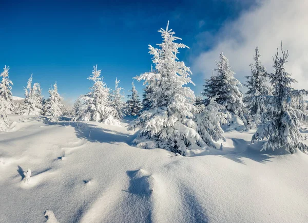 Dağ ormanında güneşli bir sabah manzarası. Karlı ormanda parlak kış manzarası, mutlu yeni yıl kutlaması konsepti. İşlenmiş fotoğraf sonrası sanatsal stil.