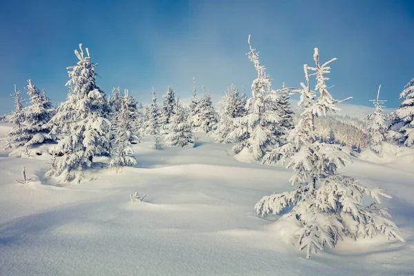 Maravilhosa Manhã Inverno Floresta Montanha Com Abetos Cobertos Neve Cena — Fotografia de Stock