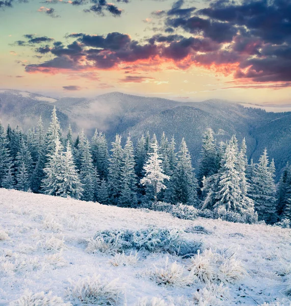 Fantástico Amanecer Invierno Las Montañas Cárpatos Con Abetos Cubiertos Nieve — Foto de Stock