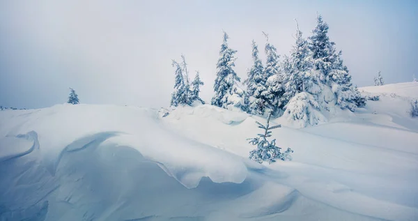 Panorama Inverno Brilhante Floresta Montesa Com Abetos Cobertos Neve Cena — Fotografia de Stock