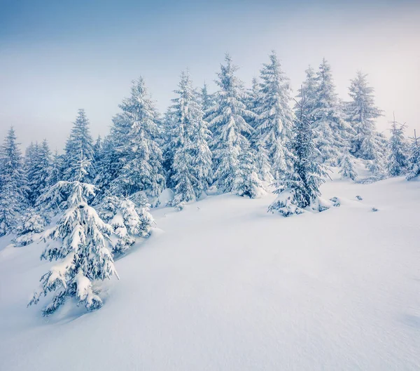 Brillante Escena Matutina Bosque Montañoso Paisaje Invierno Brumoso Bosque Nevado — Foto de Stock