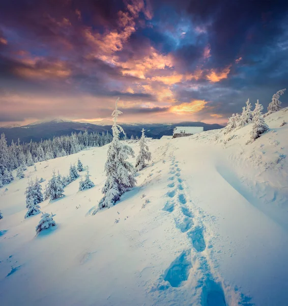 Dramatický Zimní Západ Slunce Karpatských Horách Sněhem Krčil Korunách Stromů — Stock fotografie