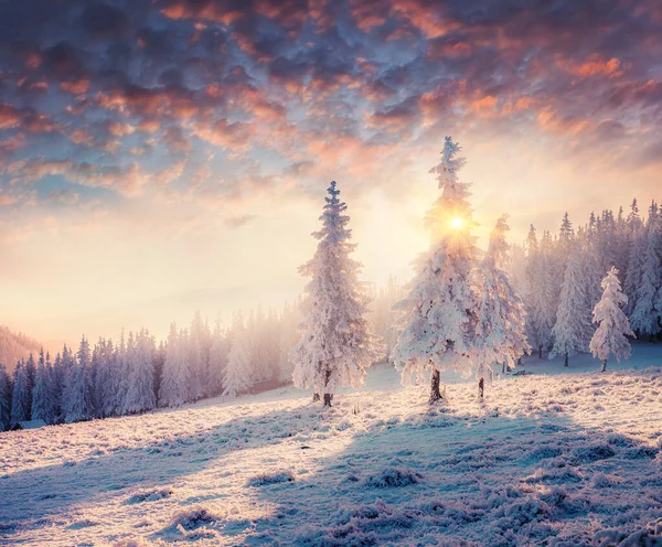 Impressionnante Matinée Hiver Dans Les Montagnes Des Carpates Avec Des — Photo