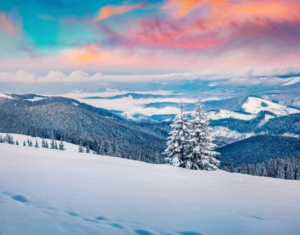 Neuvěřitelný Zimní Východ Slunce Karpatech Zasněženými Jedlemi Barevná Venkovní Scéna — Stock fotografie