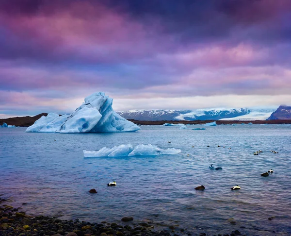 Patos Árticos Entre Icebergs Azules Laguna Glacial Jokulsarlon Colorido Atardecer —  Fotos de Stock