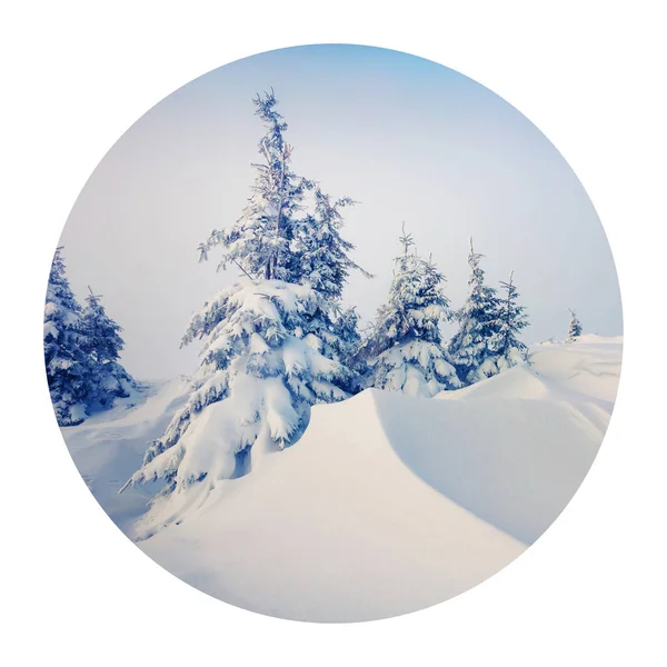 Round icon of nature with landscape. Frosty winter morning in Carpathian mountains with snow covered fir trees. Photography in a circle.